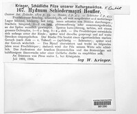 Noblesia crocea image